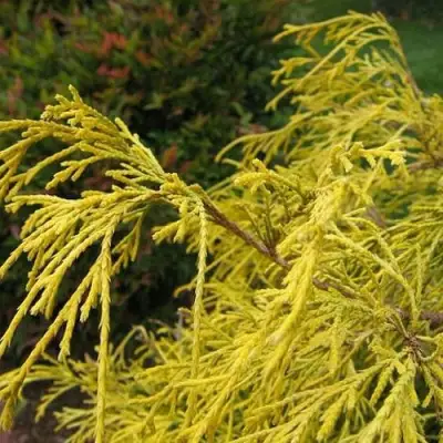 Кипарисовик ВАВЕЛ горохоплодный в Лиде