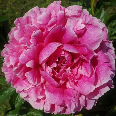 Пион ЗЕ ФОН травянистый в Лиде