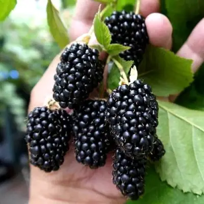 Ежевика ПРАЙМ АРК 45 ремонтантная   в Лиде