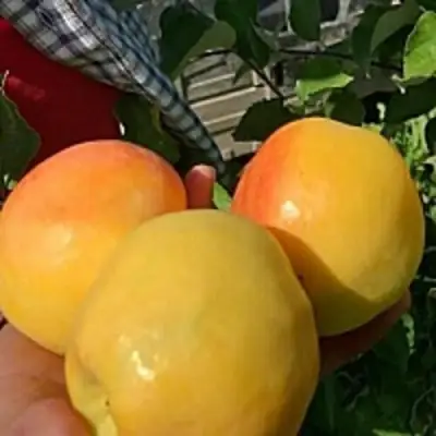 Яблоня АНТОНОВКА ЗОЛОТАЯ в Лиде