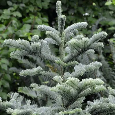 Пихта благородная в Лиде