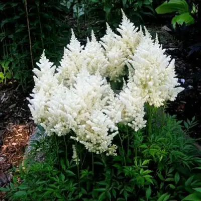 Астильба ДОЙЧЛАНД японская в Лиде