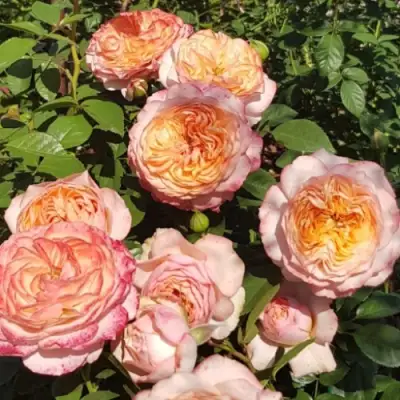 Роза СУРИР ДЕ ХАВР чайно-гибридная в Лиде