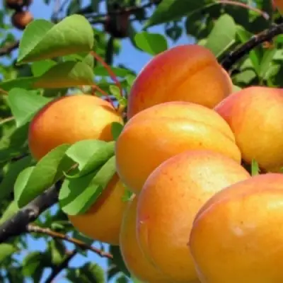 Абрикос ЭДЕЛЬВЕЙС в Лиде