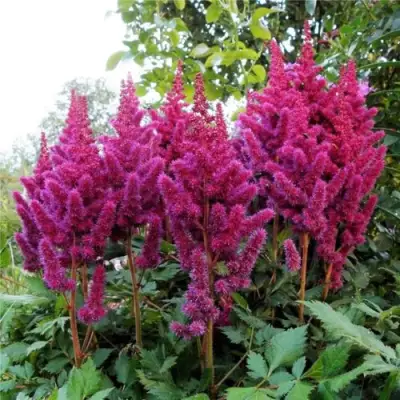 Астильба ВИЖНС китайская в Лиде