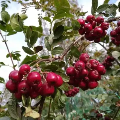 Рябина ГРАНАТНАЯ сладкоплодная в Лиде