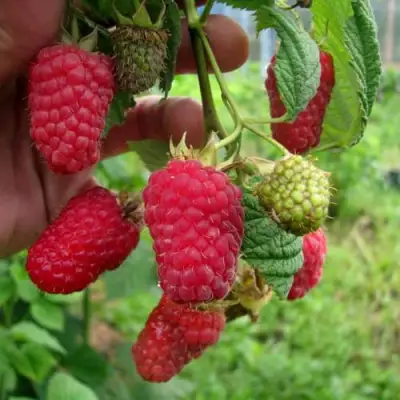 Малина ЛЯЧКА (ЛАШКА, ЛЯШКА) в Лиде