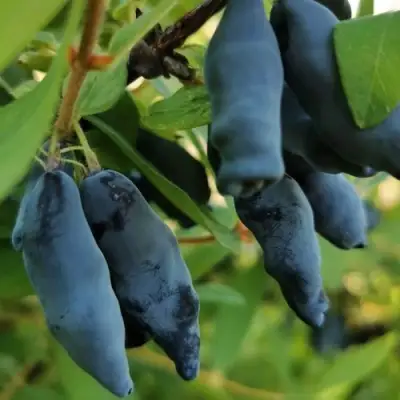 Жимолость съедобная СИЛЬГИНКА в Лиде