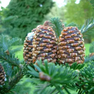 Пихта ФРАЗЕРА в Лиде