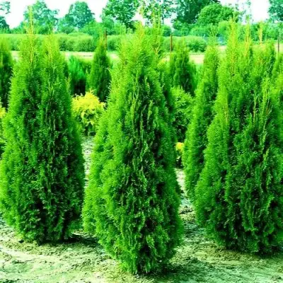 Туя ВИДМАНТ западная в Лиде