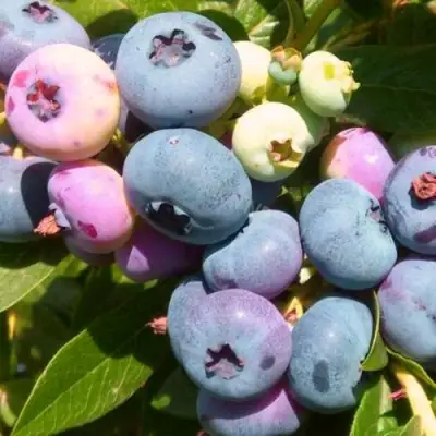 Голубика ЭЛИЗАБЕТ в Лиде