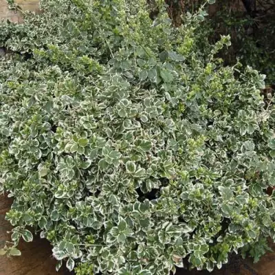 Бересклет ЭМЕРАЛЬД ГАИТИ форчуна  в Лиде