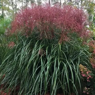 Мискантус МАЛЕПАРТУС китайский  в Лиде