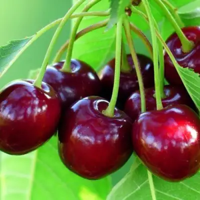 Вишня ВЯНОК в Лиде