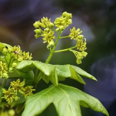 Клен полевой в Лиде