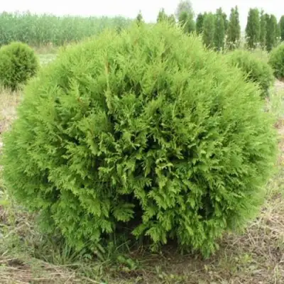Туя ГЛОБОЗА западная в Лиде