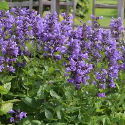 Котовник БЛЮ ДРИМС полусидячий в Лиде