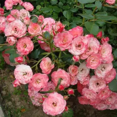 Роза ПАТ ДЕ ВЕЛЮР шраб в Лиде