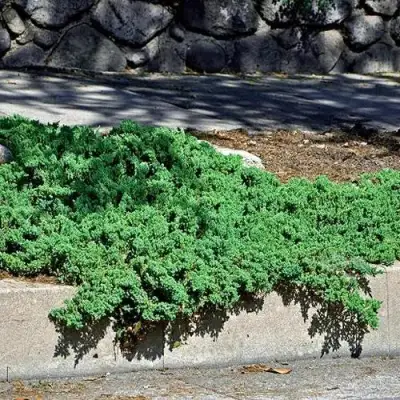 Можжевельник НАНА лежачий в Лиде