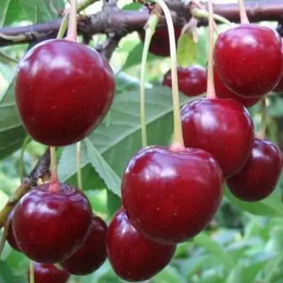 Вишня ТУРГЕНЕВКА в Лиде