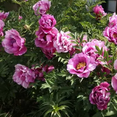 Пион ВРАТА ХРАМА древовидный  в Лиде