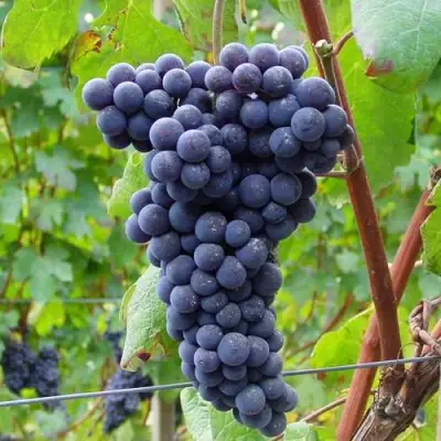 Виноград МУКУЗАНИ в Лиде