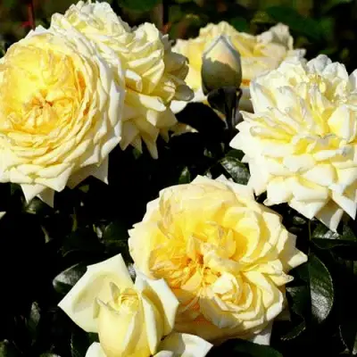 Роза НАДЯ МЕЙДИЛАНД почвопокровная в Лиде