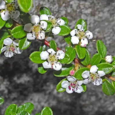 Кизильник ТАНГСТЕДТ горизонтальный  в Лиде
