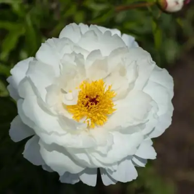 Пион МИСС АМЕРИКА травянистый в Лиде