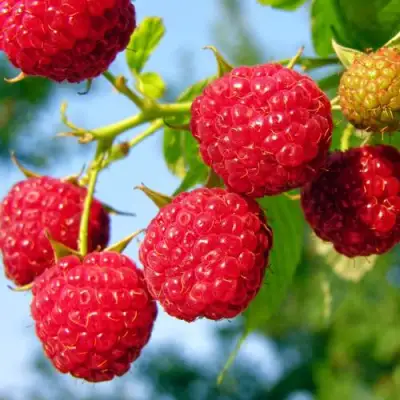 Малина МЕТЕОР в Лиде