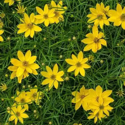 Кореопсис мутовчатый в Лиде