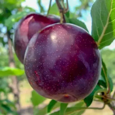 Слива АНЖЕЛИНО в Лиде