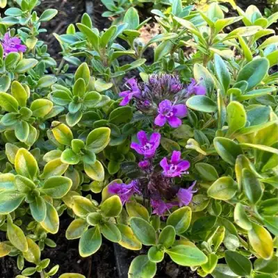 Тимьян АРЧЕРЗ ГОЛД в Лиде