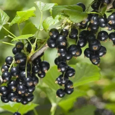 Смородина черная БЕН КОНАН в Лиде