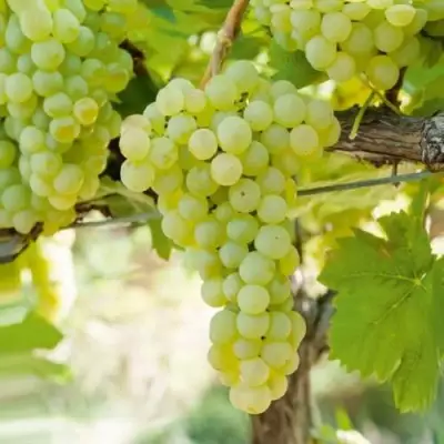 Виноград КИШМИШ МУСКАТНЫЙ в Лиде