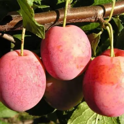 Слива ВИКТОРИЯ в Лиде