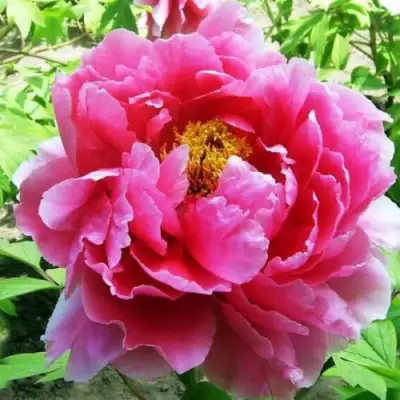 Пион ВОСХОД СОЛНЦА древовидный в Лиде