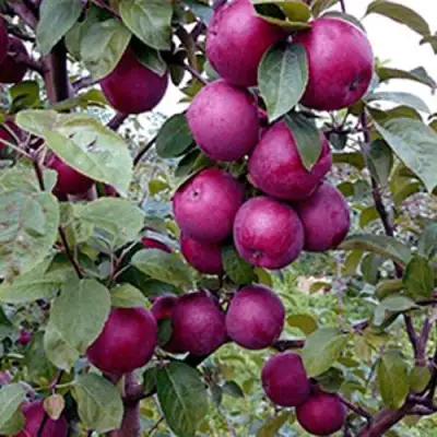 Яблоня СПАРТАН в Лиде