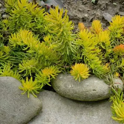 Очиток (седум) АНГЕЛИНА оттогнутый в Лиде