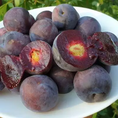 Сливово-вишневый гибрид МЕЙНОР в Лиде