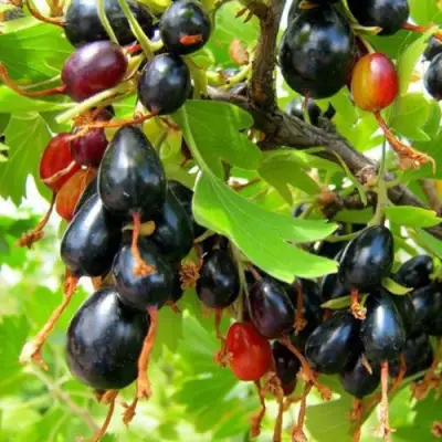 Смородина золотистая БОКАЛИНСКАЯ в Лиде