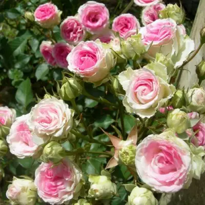 Роза МИМИ ЭДЕН спрей в Лиде