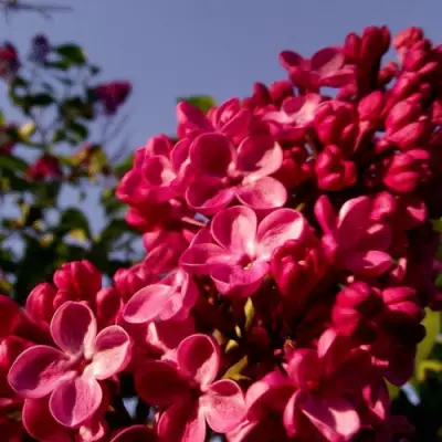 Сирень КРАСНАЯ МОСКВА в Лиде