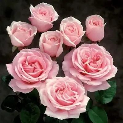 Роза ФРЕДЕРИК МИСТРАЛЬ чайно-гибридная в Лиде