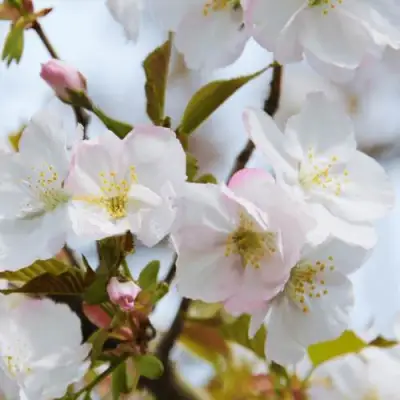 Вишня ОКАМЕ в Лиде