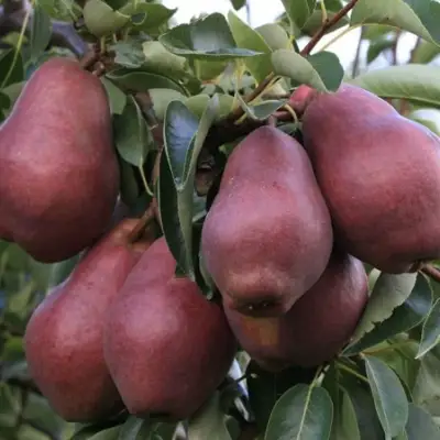 Груша РЕД ВИЛЬЯМС в Лиде