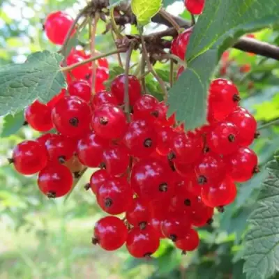 Смородина красная КРАСНАЯ АНДРЕЙЧЕНКО в Лиде