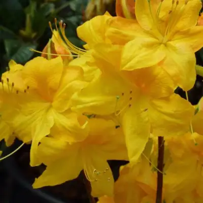 Азалия ЛИМЕТТА листопадная в Лиде