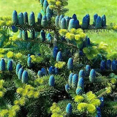 Пихта корейская  в Лиде