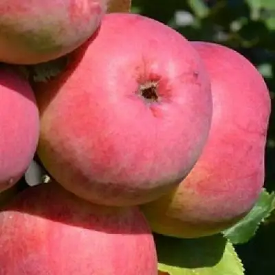 Яблоня ВЭМ-РОЗОВЫЙ в Лиде